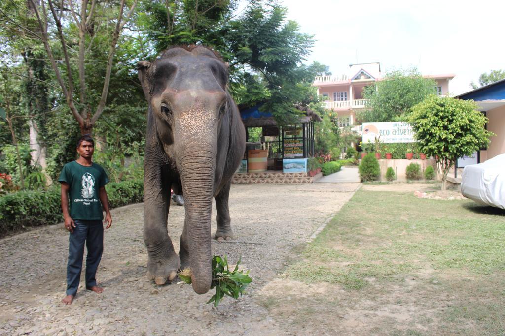 Eco Adventure Resort Sauraha Exterior photo