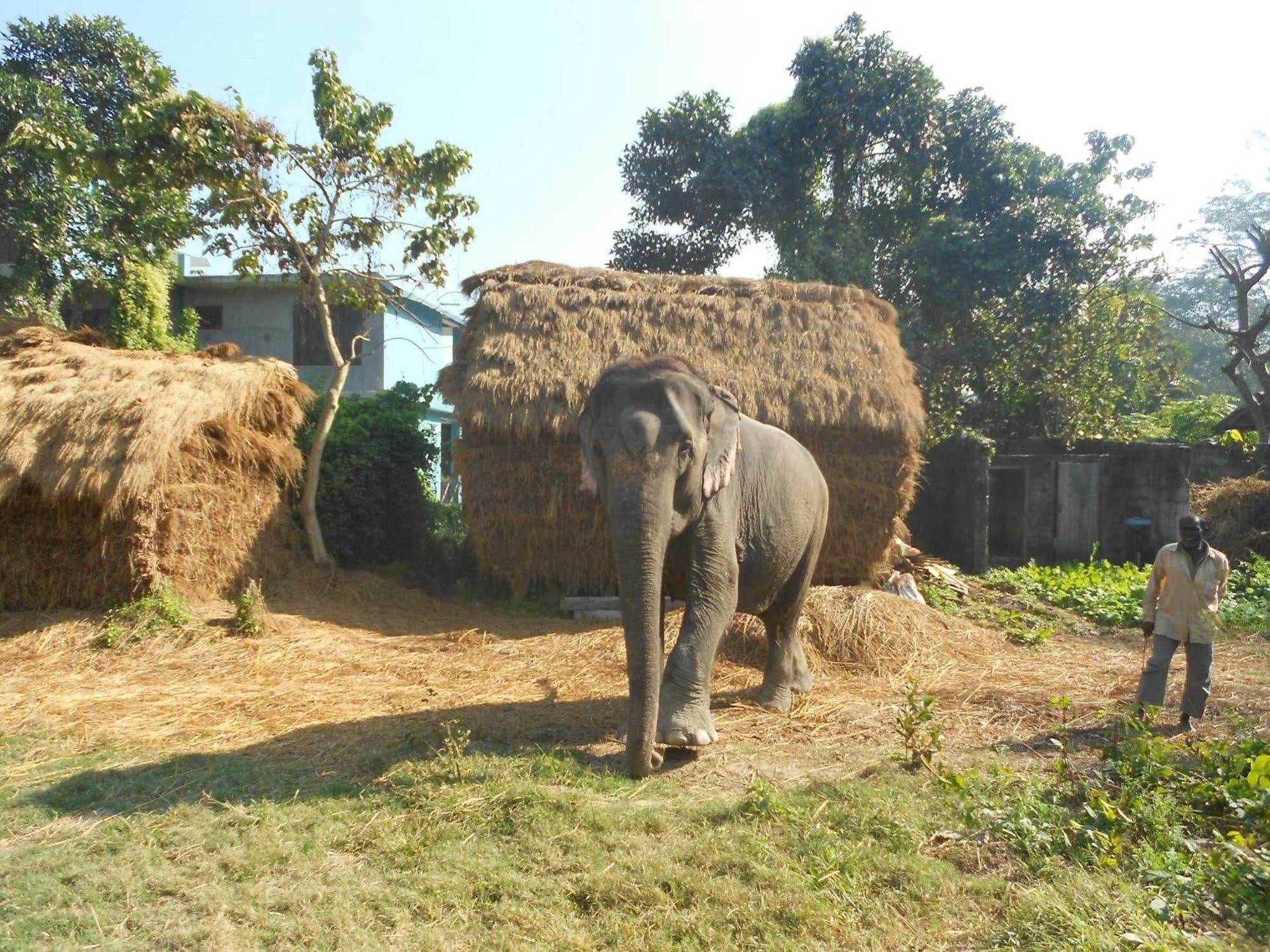 Eco Adventure Resort Sauraha Exterior photo